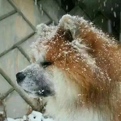 《抖音》最火沙雕情头