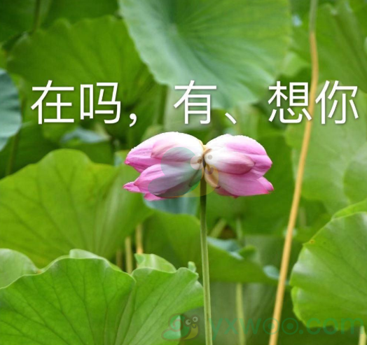 并蒂莲警告是什么意思