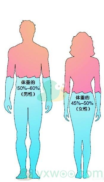 从生理角度说，男性和女性谁更是“水做的”？