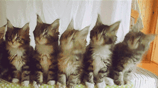 《抖音》评论区猫咪图片发布方法