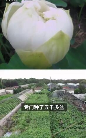 《抖音》东北人没见过荷花梗介绍