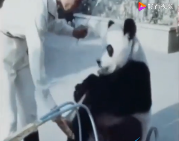 《抖音》70年代的大熊猫街头杂耍梗介绍