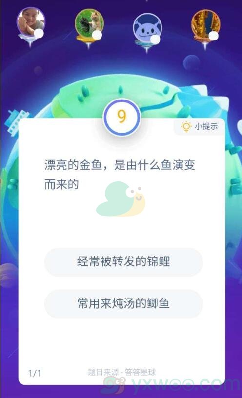 漂亮的金鱼，是由什么鱼演变而来的？