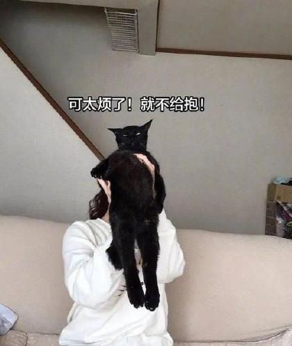 钢铁直猫表情包分享