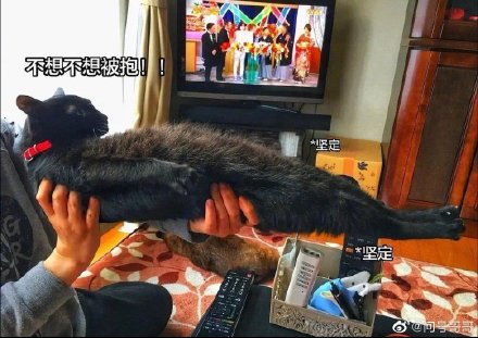 钢铁直猫表情包分享