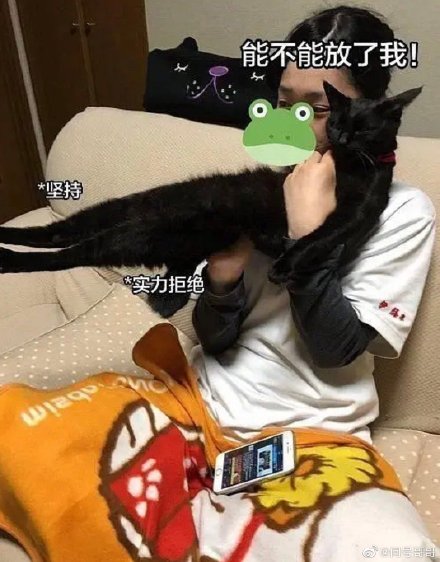 钢铁直猫表情包分享