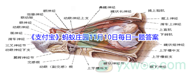 2021《支付宝》蚂蚁庄园11月10日每日一题答案