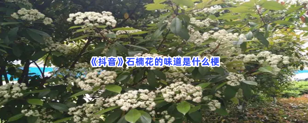 《抖音》石楠花的味道是什么梗