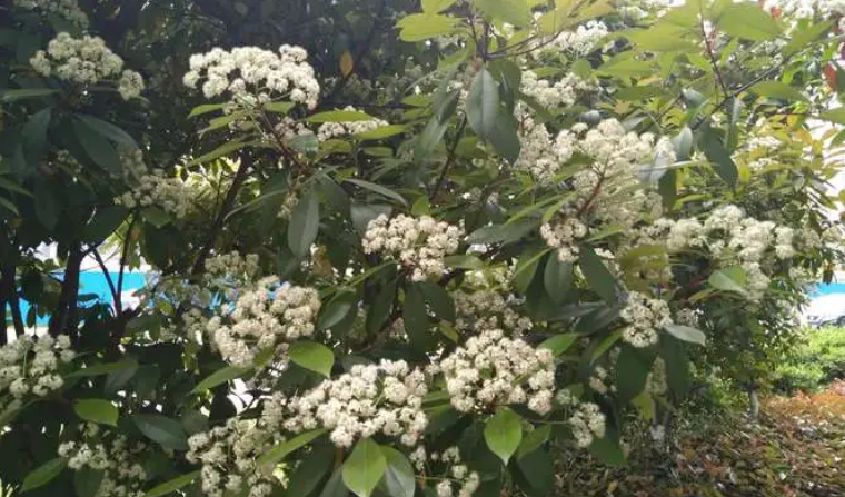 《抖音》石楠花的味道是什么梗